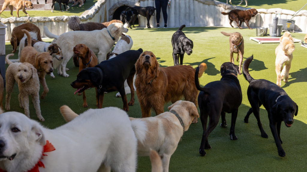 Kunstgras hondenkennel