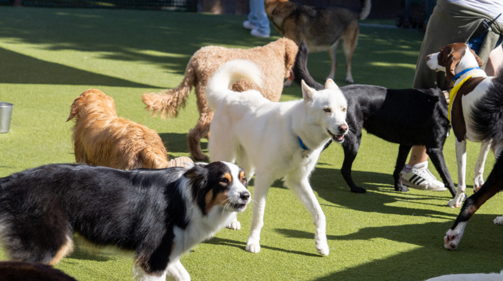 Kunstgras hondenkennel