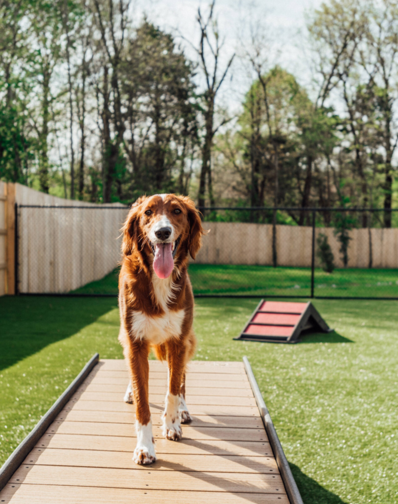 kunstgras geschikt voor honden