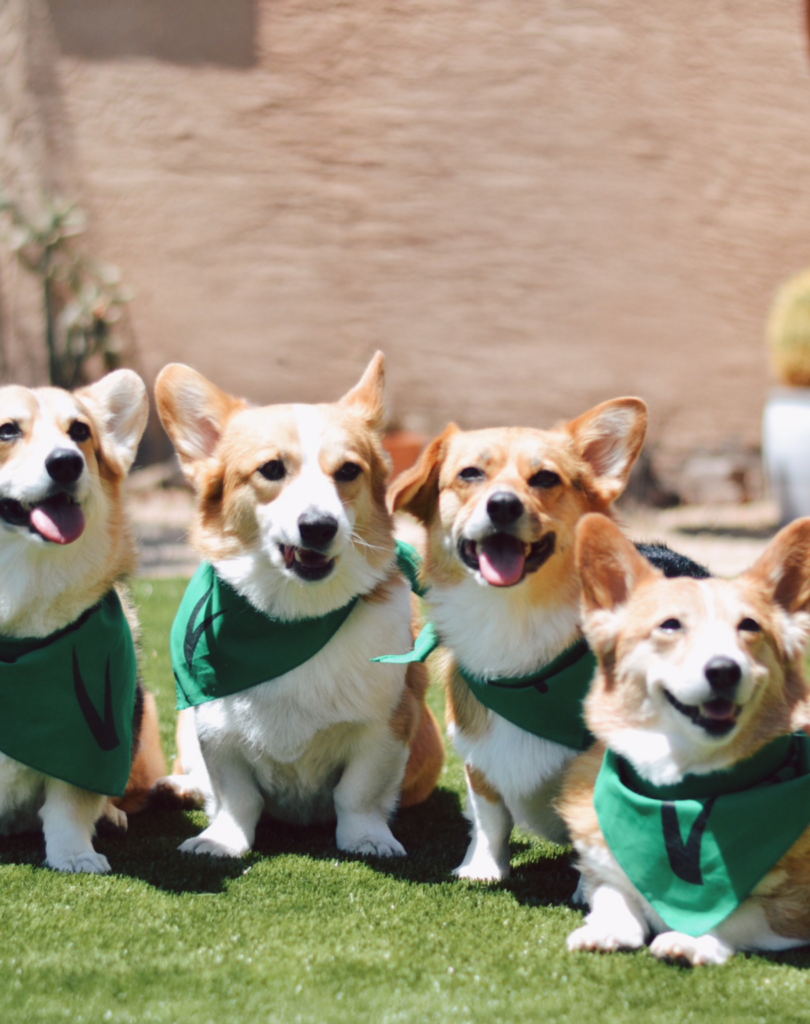 kunstgras geschikt voor honden